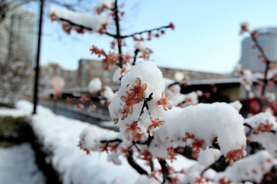 雪白