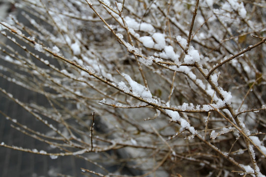 树枝挂雪