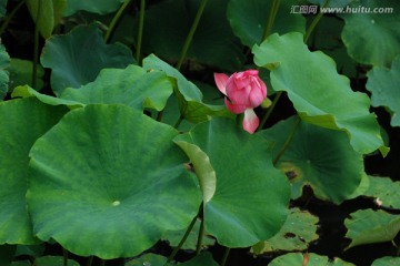 荷花 夏荷 荷韵 荷叶 花苞