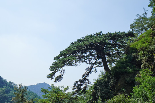 泰山迎客松jpg