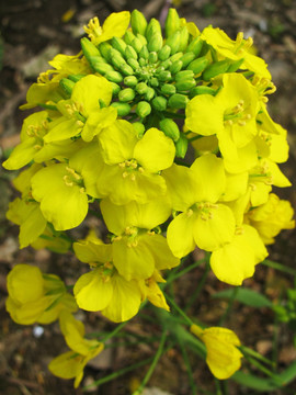 油菜花 油菜 油菜田 黄花