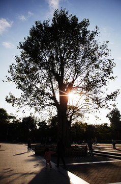 树影 落日 夕阳 大树剪影