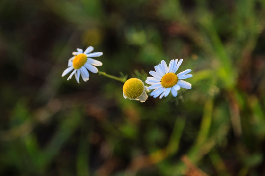 罗马甘菊