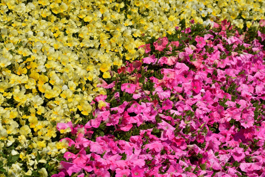 红黄牵牛花背景图案