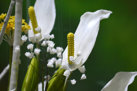 白鹤芋