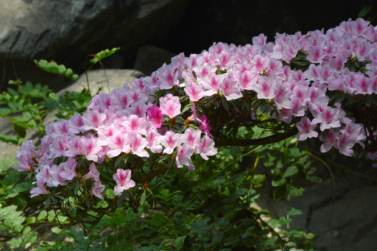 杜鹃花