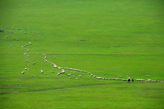 草原 羊群 牧场