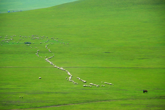 草原羊群 放牧