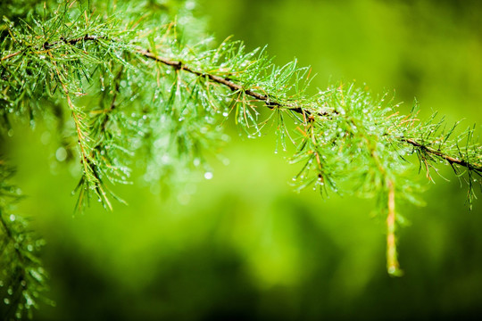 雨后的松枝