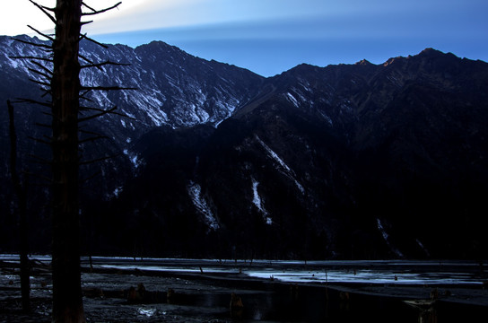 枯木风景