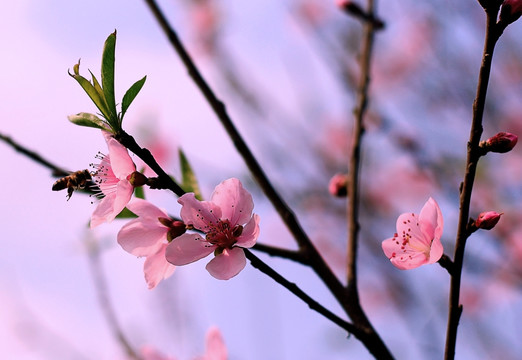 桃花