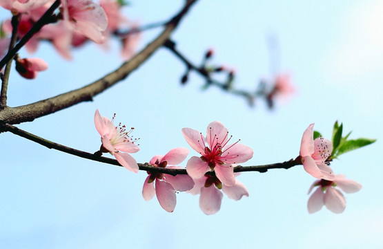 桃花