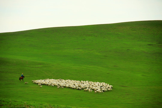 草原牧羊 牧场