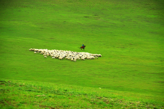 草原牧羊 牧场
