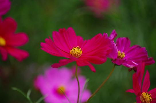 波斯菊