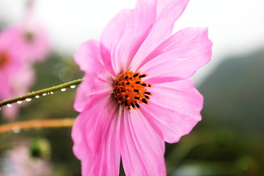 粉色 花