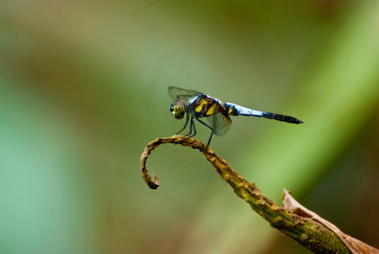 蓝蜻蜓与虎纹蜻蜓变种