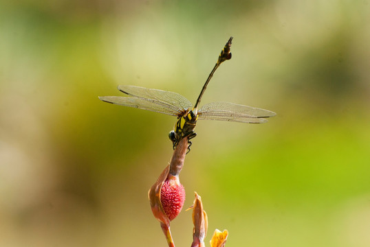 虎纹蜻蜓停靠花儿上