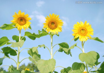 向阳花开