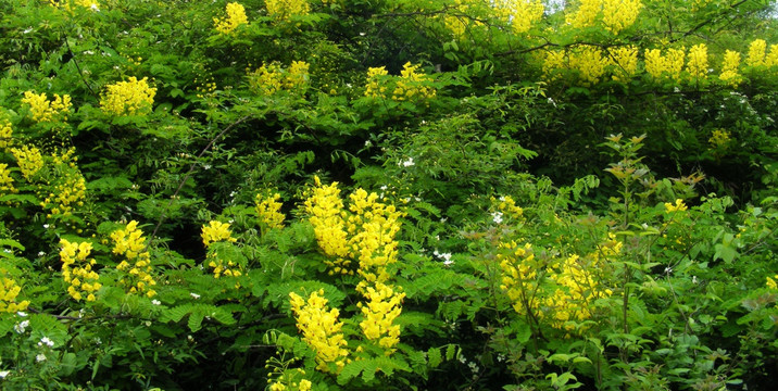 野皂角花