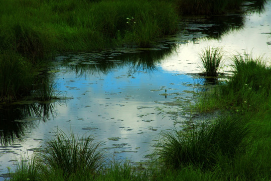 湿地 河边