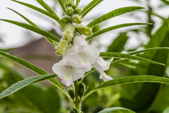 芝麻开花