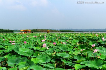 淮阳东湖 荷叶 荷塘 荷花节