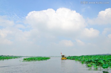 淮阳东湖 荷花 荷花节