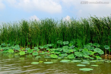 淮阳东湖 芦苇 蒲子 荷叶