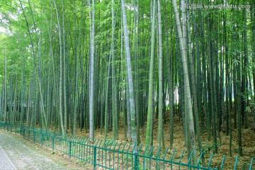 竹林