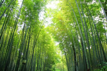 竹林 竹海
