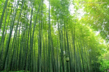 竹海 竹林