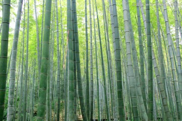 竹海 竹林 竹竿