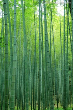 竹林 竹海