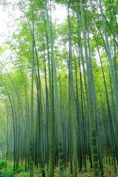 竹林