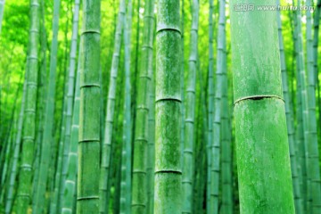 竹林 竹节