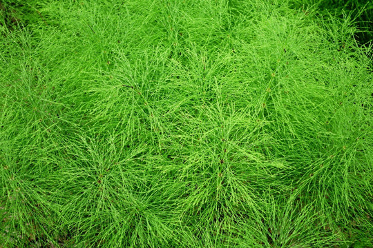 大兴安岭野生植物 林问荆