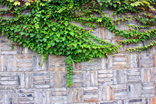 爬山虎 砖墙 墙壁 绿叶 叶子