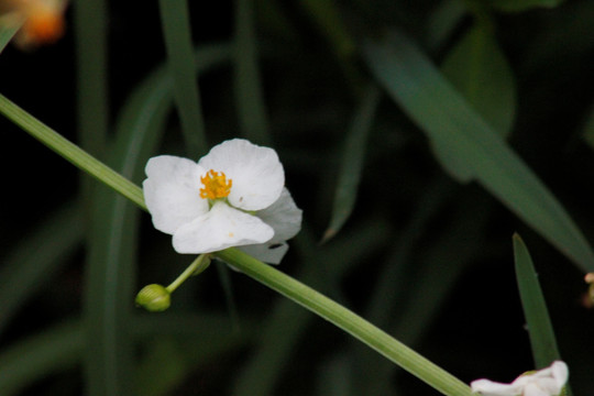 田间的白花