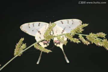 草尖上的白蝴蝶