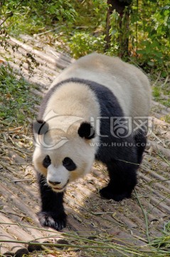 成年大熊猫