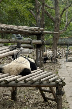 2只成年大熊猫