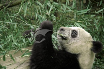 大熊猫吃食物