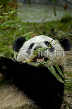 大熊猫撕咬竹子进食