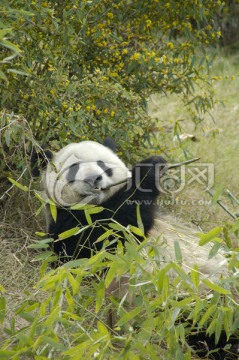 大熊猫进食竹子