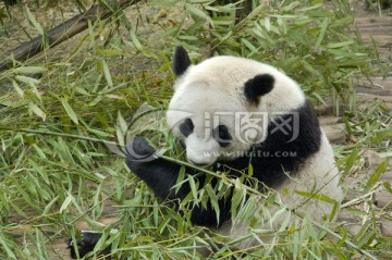 大熊猫进食