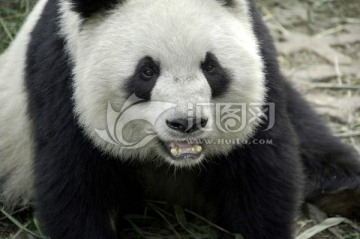 可爱的幼年大熊猫