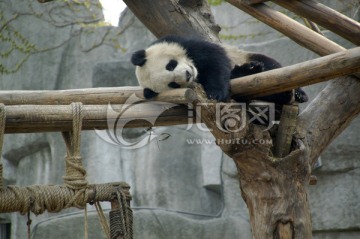 幼年大熊猫午休