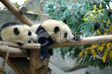 幼年大熊猫休息