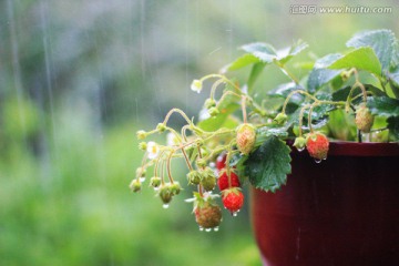 雨中草莓